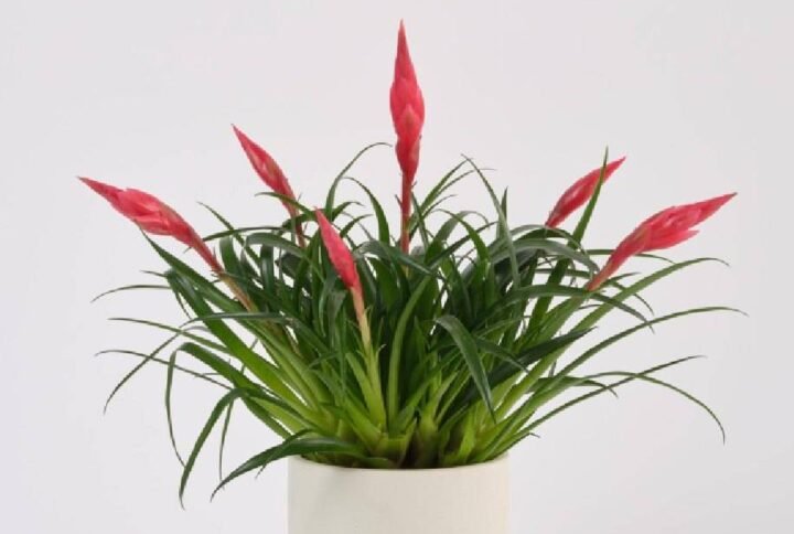 Buy Vrisea Multiflora Astrid Red | Plantshop UAE