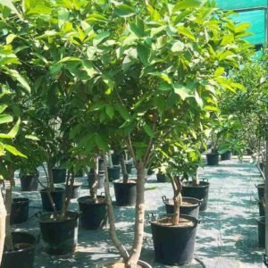 Buy Water Apple Tree Tall | Fast Delivery in UAE