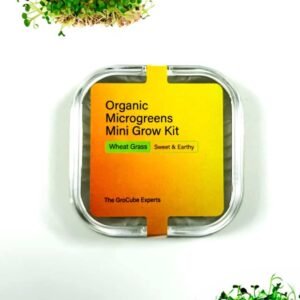 Buy Wheat Grass Mini Microgreen Grow Kit - Plantshop.me