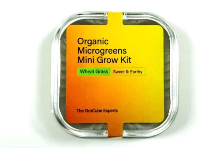 Buy Wheat Grass Mini Microgreen Grow Kit - Plantshop.me