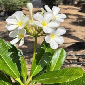 Buy White Frangipani Small | Elegant Garden Plant