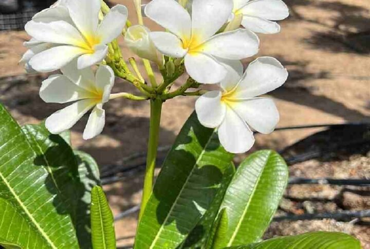 Buy White Frangipani Small | Elegant Garden Plant