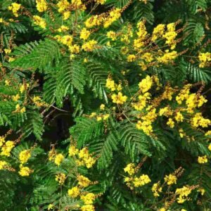 Buy Yellow Poinciana Tree - Vibrant Tropical Accent for UAE
