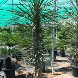 Buy Yucca Aloifolia Online in UAE | Plantshop.me
