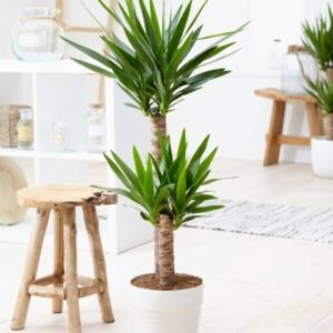 Buy Yucca Indoor Plant 2pp | Plantshop.me UAE