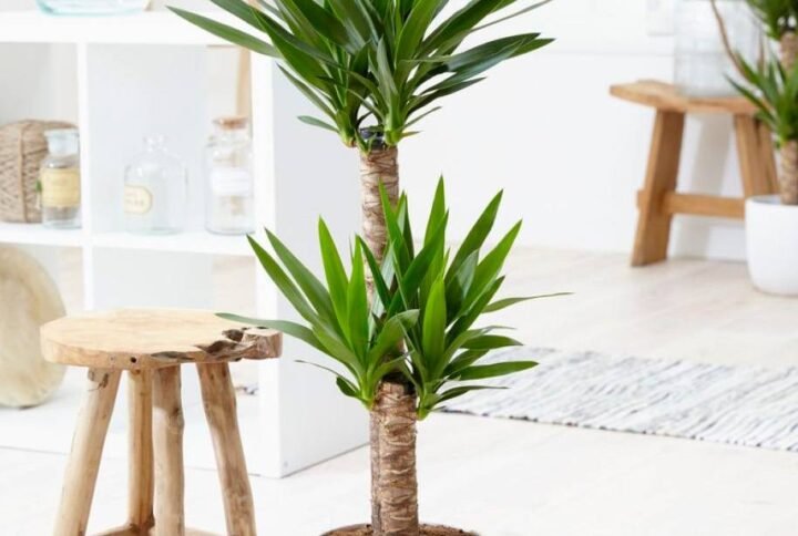 Buy Yucca Indoor Plant 2pp | Plantshop.me UAE