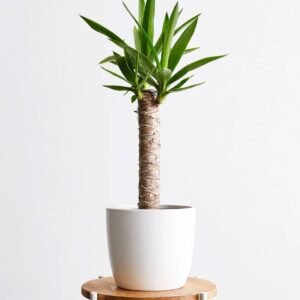 Buy Yucca Small Indoor: Perfect UAE Home Plants