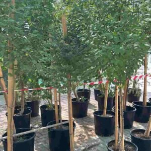 Buy Ziziphus Jujube Tree Online | Plantshop.me