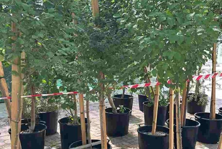 Buy Ziziphus Jujube Tree Online | Plantshop.me