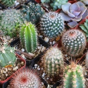 Cactus & Succulent Mixed Seeds - Seeds | Plantshop.me