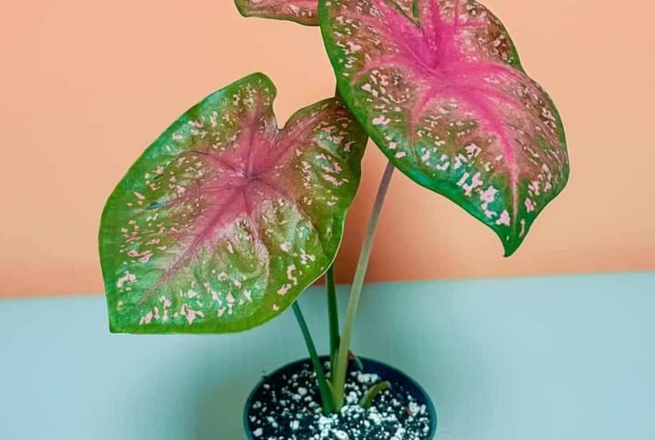 Caladium - Indoor Plants | Plantshop.me