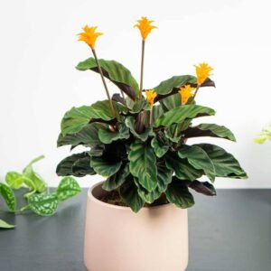 Calathea Crocata - Indoor Plants | Plantshop.me