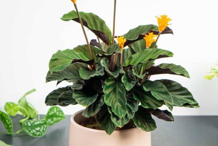 Calathea Crocata - Indoor Plants | Plantshop.me