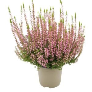 Calluna vulgaris - Flowering - Indoor Plants | Plantshop.me