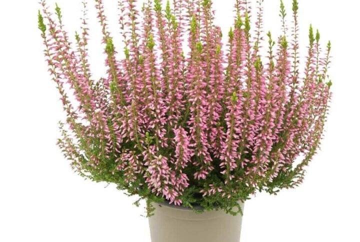 Calluna vulgaris - Flowering - Indoor Plants | Plantshop.me