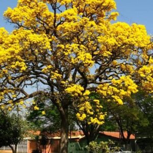 Caribbean Trumpet - Tree - Outdoor Plants | Plantshop.me