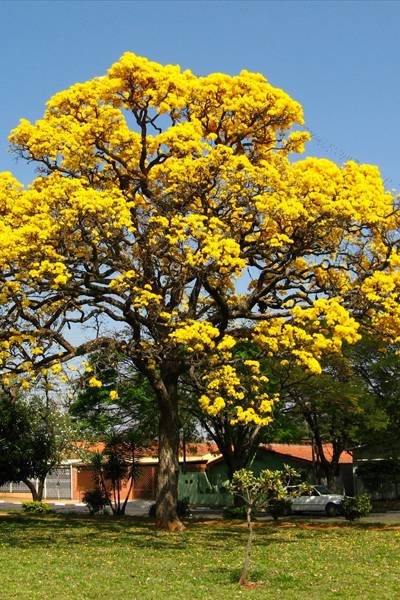 Caribbean Trumpet - Tree - Outdoor Plants | Plantshop.me