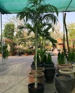 Carpentaria - Palm - Outdoor Plants | Plantshop.me