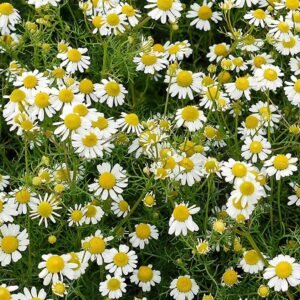 Chamomile - Seeds | Plantshop.me