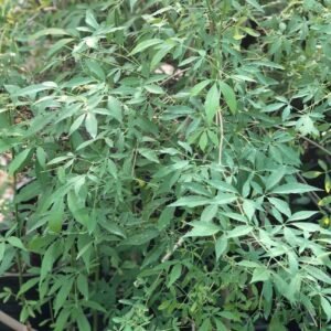 Chaste Tree - Flowering - Outdoor Plants | Plantshop.me