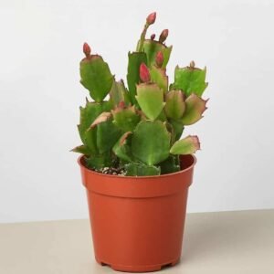 Christmas Cactus - Indoor Plants | Plantshop.me