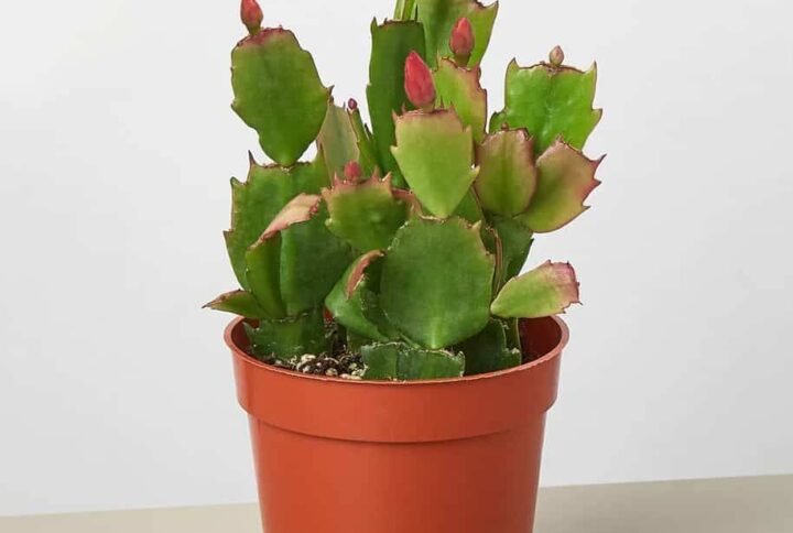 Christmas Cactus - Indoor Plants | Plantshop.me