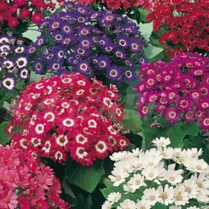 Cineraria Mixed Color Flower Seeds - Seeds | Plantshop.me