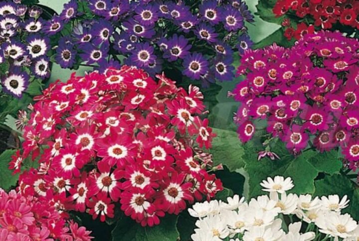 Cineraria Mixed Color Flower Seeds - Seeds | Plantshop.me