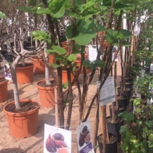 Common Fig - Fruiting - Outdoor Plants | Plantshop.me