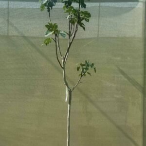 Common Fig Tall Spain - Fruiting - Outdoor Plants | Plantshop.me