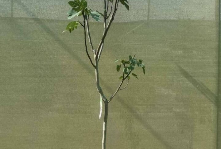 Common Fig Tall Spain - Fruiting - Outdoor Plants | Plantshop.me