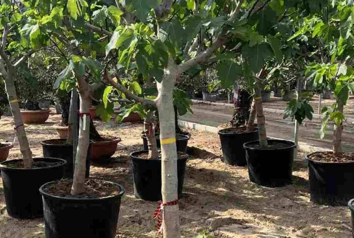 Common Fig Tree - Fruiting - Outdoor Plants | Plantshop.me