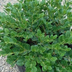 Compact Natal Plum - Flowering - Outdoor Plants | Plantshop.me