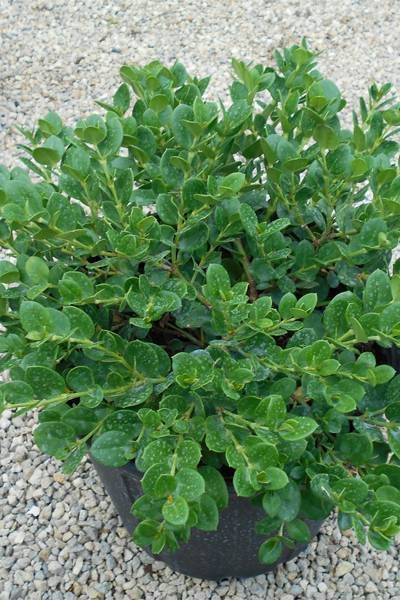 Compact Natal Plum - Flowering - Outdoor Plants | Plantshop.me