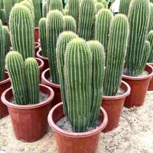 Cone Cactus for Sale Online | Quick Delivery in the UAE | Plantshop.me