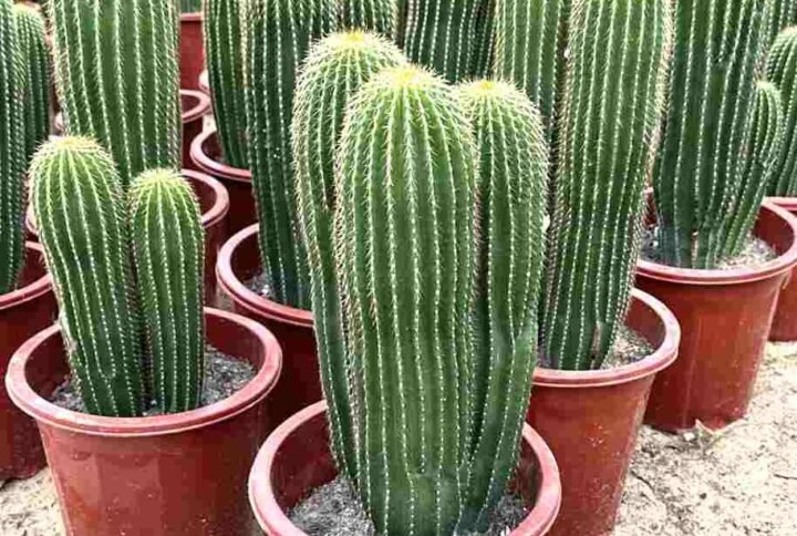 Cone Cactus for Sale Online | Quick Delivery in the UAE | Plantshop.me