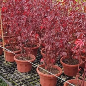 Cranberry Hibiscus - Outdoor Plants | Plantshop.me