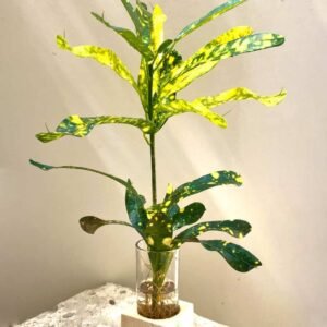 Croton Cubo - Indoor Plants | Plantshop.me