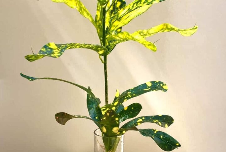 Croton Cubo - Indoor Plants | Plantshop.me