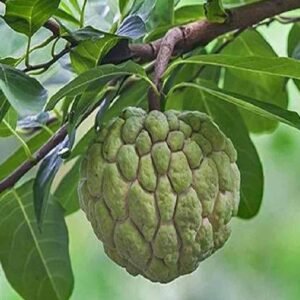 Custard Apple Annona Reticulata - Fruiting - Outdoor Plants | Plantshop.me
