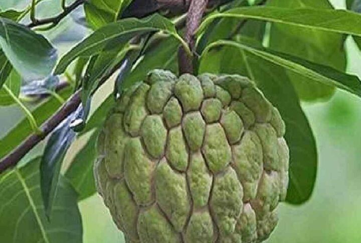 Custard Apple Annona Reticulata - Fruiting - Outdoor Plants | Plantshop.me