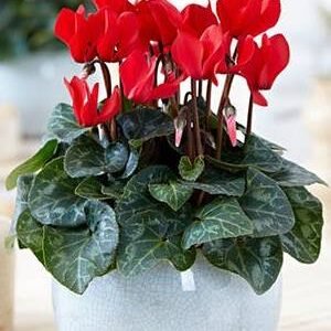 Cyclamen - Indoor Plants | Plantshop.me