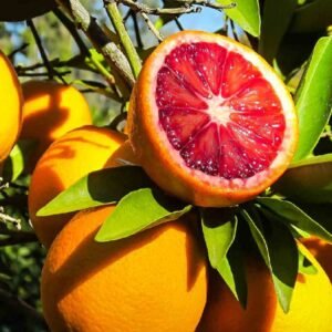 Dekopon Citrus Tree - Fruiting - Outdoor Plants | Plantshop.me
