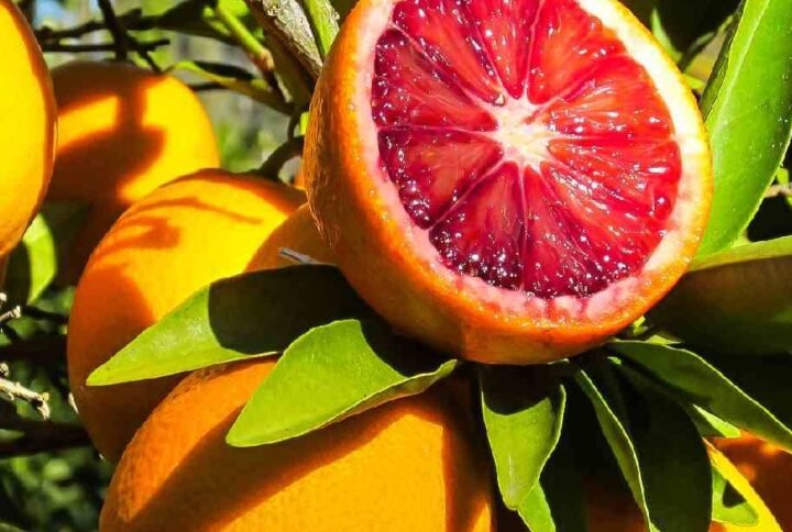 Dekopon Citrus Tree - Fruiting - Outdoor Plants | Plantshop.me