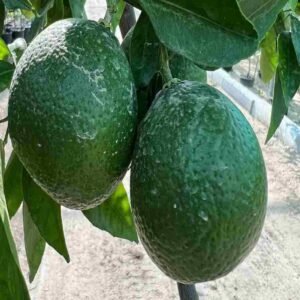 Dekopon Citrus Tree - Fruiting - Outdoor Plants | Plantshop.me