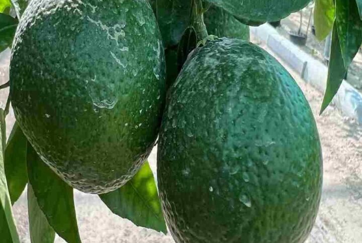 Dekopon Citrus Tree - Fruiting - Outdoor Plants | Plantshop.me