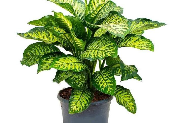 Dieffenbachia Maroba - Dumb Cane - Indoor Plants | Plantshop.me