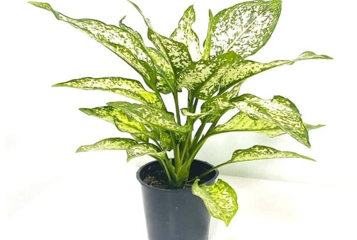 Dieffenbachia White Etna - Table Top - Indoor Plants | Plantshop.me
