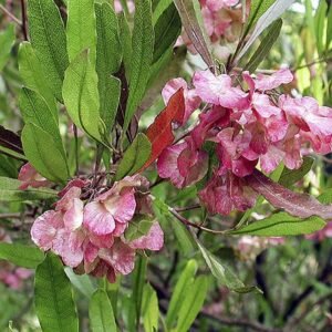 Dodonaea viscosa Seeds - Seeds | Plantshop.me