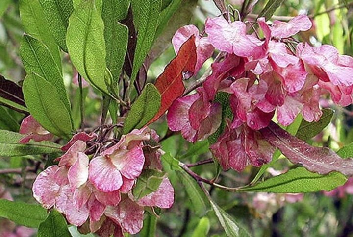 Dodonaea viscosa Seeds - Seeds | Plantshop.me